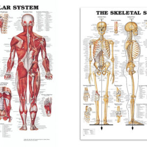Plakatsæt Anatomy Muskler Og Skelet Pakkepris Fra Anatomical Chart Company